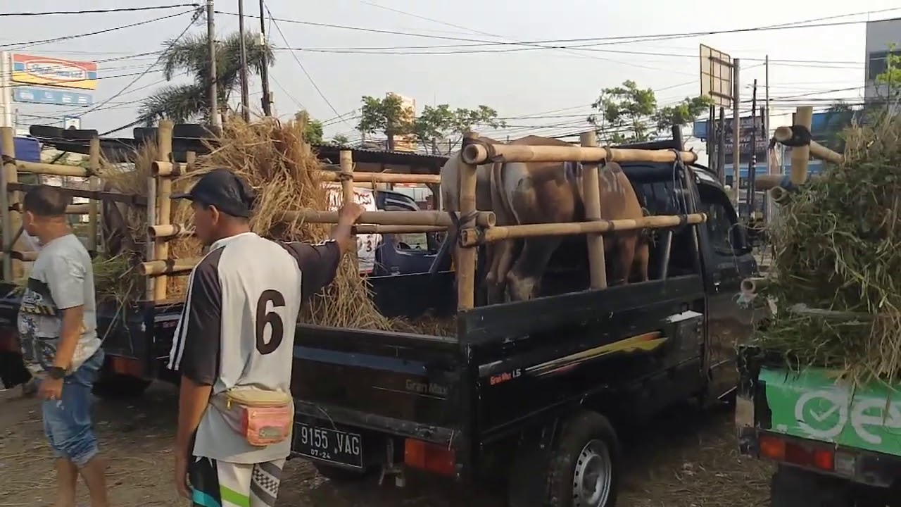 angkut semua sapi dengan pickup - YouTube