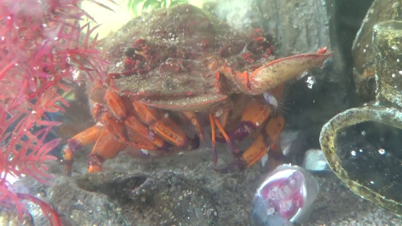 お食事中のセミエビ 地元ではクツエビと呼ばれています 独特の形状がユニークですが 昨今漁獲量が減り 今や伊勢海老より高価になりました 味はあっさりと淡白でイセエビと対照的 Youtube