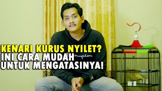 Tips mengobati kenari kurus atau nyilet