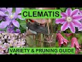 Clematis variety  pruning guide  how to prune and great varieties to grow