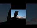 Балобан, Falco cherrug, Raroh velký, Saker falcon, #shorts