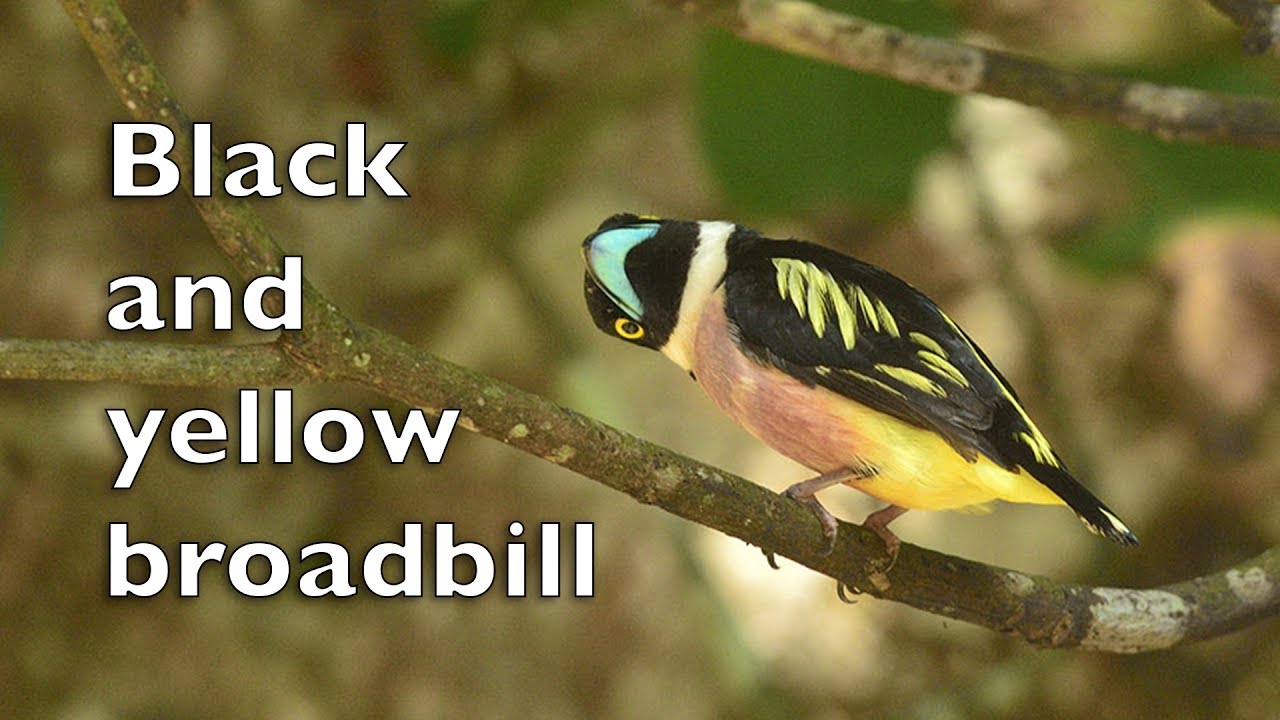Beautiful bird and forest sounds - Black and Yellow Broadbill 