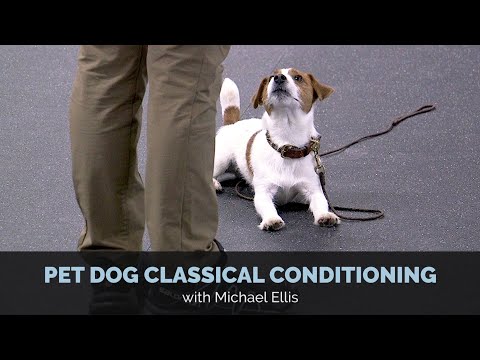 Pet Dog Classical Conditioning with Michael Ellis