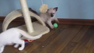 Смешные котята балинезы Смешные котята балинезы