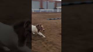 THERAPY HORSE JOY GOES FOR A RUN 🐎