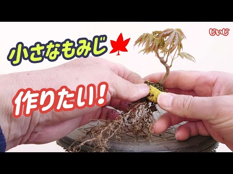 盆栽用苗 kojikoji 楽天市場】盆栽 高松盆栽 別格五葉松 松 松柏 室内鑑賞 趣味