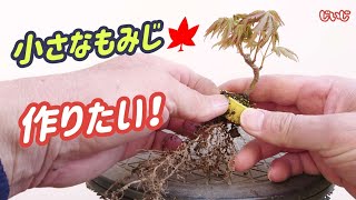 獅子丸　盆栽鉢 楽天市場】盆栽鉢 紫泥外縁隅切額面長方鉢 植木鉢 中国鉢 張氏製