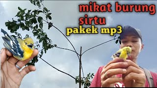 mikat burung sirtu/cipoh cuman modal mp3 langsung lengket