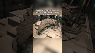 Bu Zamana Kadar Iyi Korunmuş Tarih Öncesi Hayvan Fosilleri