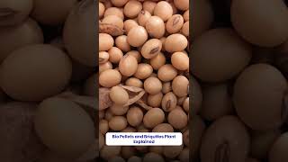 Are you planning to start a Bio Pellets or Briquettes Manufacturing Plant?