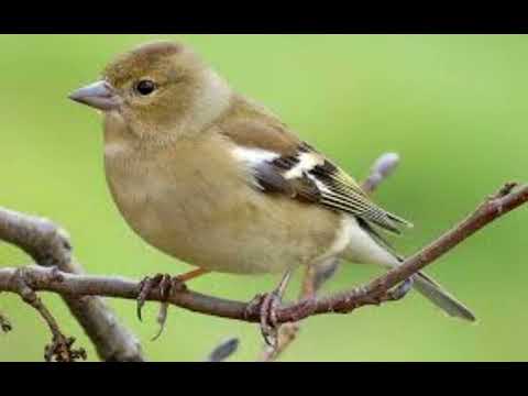 صوت الصلنج للصيد Common Chaffinch Fringilla Coelebs Sound