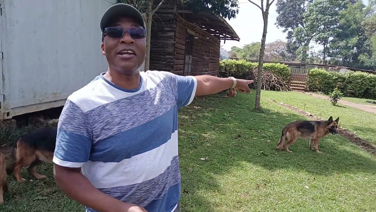 ПИТОМНИКИ MITOTO: Познакомьтесь с врачом из Транс-Нзоя, который разводит лучших немецких овчарок ...
