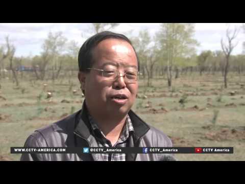 Video: China Preserves Its Forests, Cutting Down Siberia - Alternative View