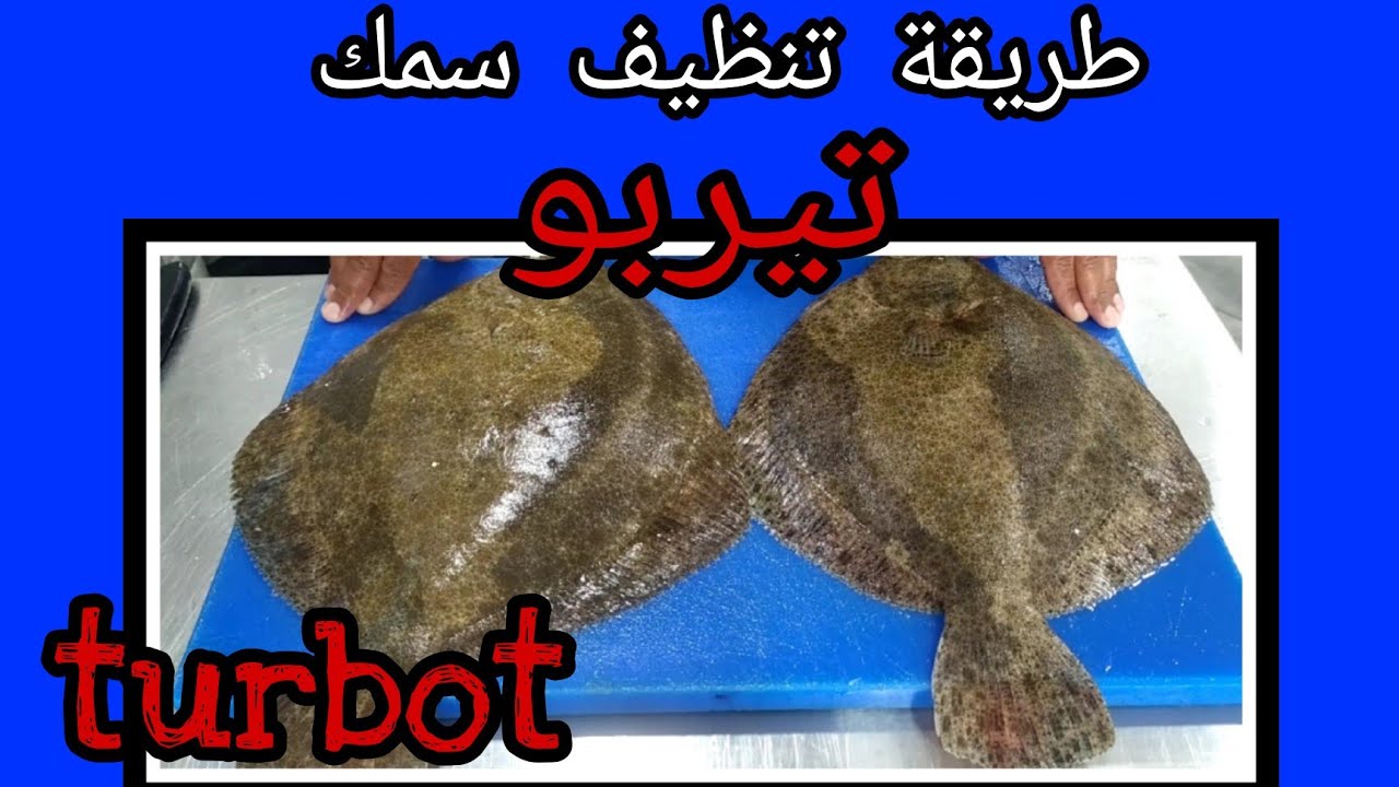سلسلة أجي تعرف الحوت (سمك تيربو) turbo vs faux turbo