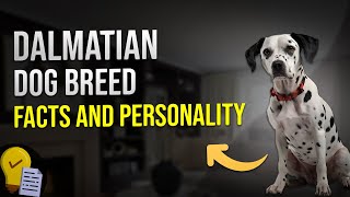 Dalmatian Dog Breed Facts and Personality