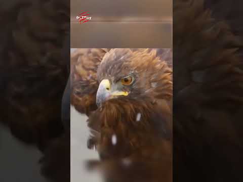عقاب طلایی در برابر ایبکس هیمالیا شکار بی رحمانه شکارچی حیات وحش 