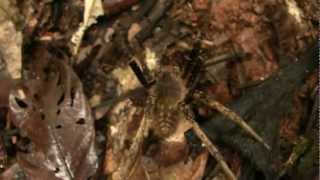 Spider; Amazon Forest. Паук; Амазония (1777sp)
