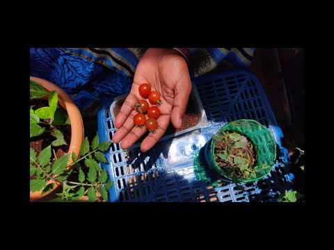 How to Grow Cherry tomatoes on Terrace Garden| టెర్రేస్ గార్డెన్‌లో చెర్రీ టమోటాలు ఎలా పండించాలి |