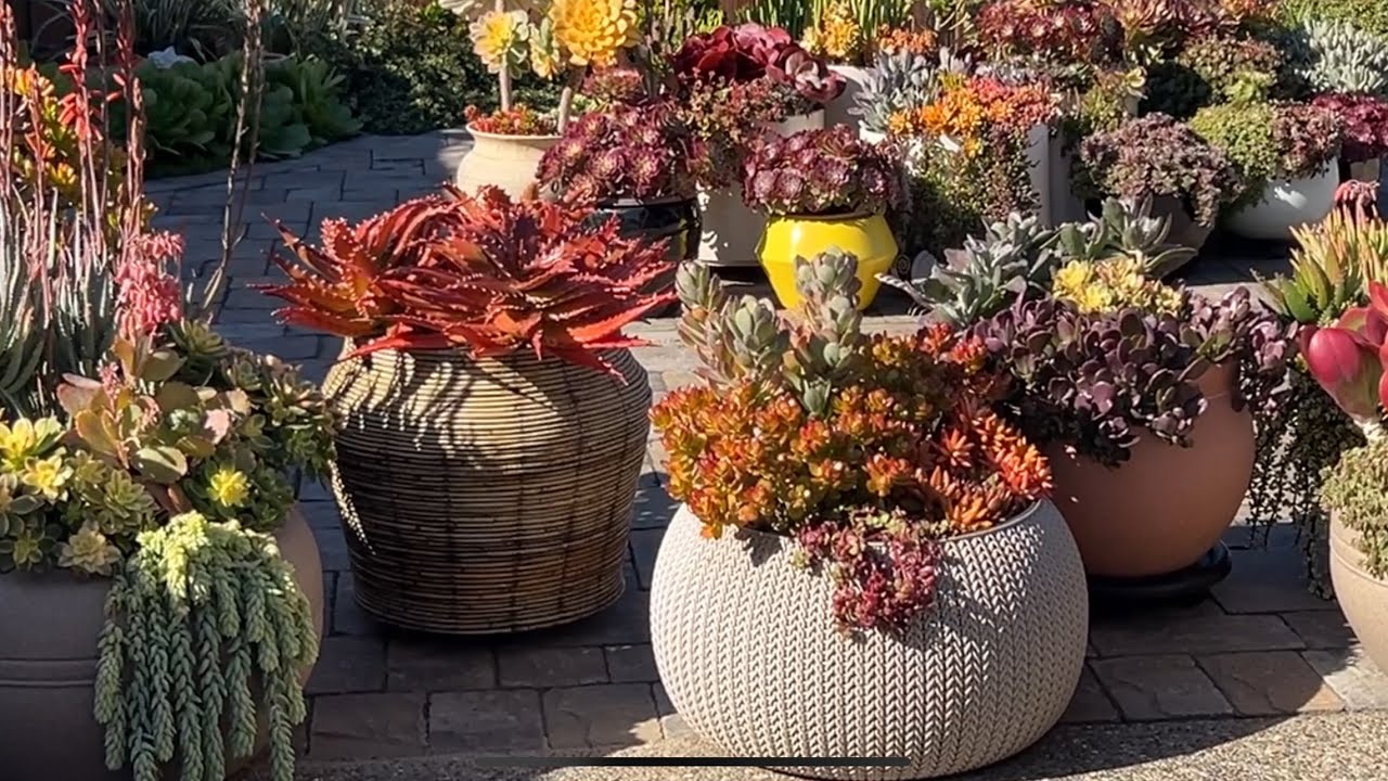 Ngắm vườn sen đá chị Anh Đào vào mùa Xuân # American Succulent garden in Spring time 3/21/24