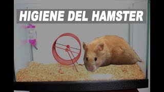 Como limpiar la casa del Hamster (Rutina de Higiene)