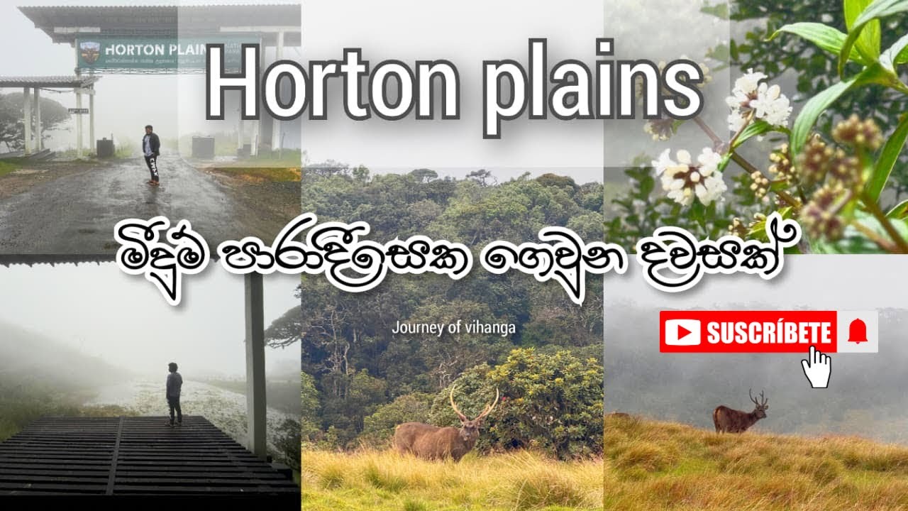 Horton plains | හෝටන්තැන්න 💚