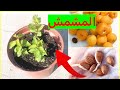 من بذرة إلى شجرة مثمرة زراعة المشمش خطوة بخطوة كيف تزرع شجرة مشمش ناجحة دليل كامل للمبتدئين من بذرة إلى شجرة مثمرة زراعة المشمش خطوة بخطوة كيف تزرع شجرة مشمش ناجحة دليل كامل للمبتدئين
