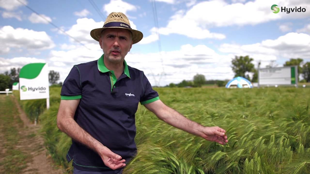Polowa prezentacja odmian Hyvido™