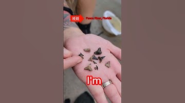 Natural Treasures of Peace River #shorts #funny #SHARK #FOSSILS #funny #FOSSIL #ancient #HUNT #kayak