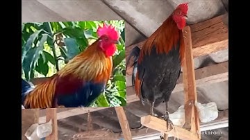 ขายไก่ต่อ muag qaib dib qua zoo