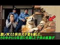 激しく吠えた秋田犬が壁を壊した。その中から10年前に失踪した子供の痕跡が #感動ストーリー #日本#ゆっくり解説