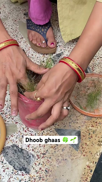 🌱🙌🏻Dhoob ghaas 🍀 👨‍🌾 useful in pooja #trending #trending  #plants #gardening #viralvideo