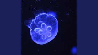 Medusa - bloom