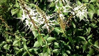 CAT WHISKERS or JAVA Tea (Balbas.Pusa)