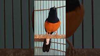 Download Lagu suara burung murai MENINGKATKAN EMOSI MURAI BATU NGELOWO MP3