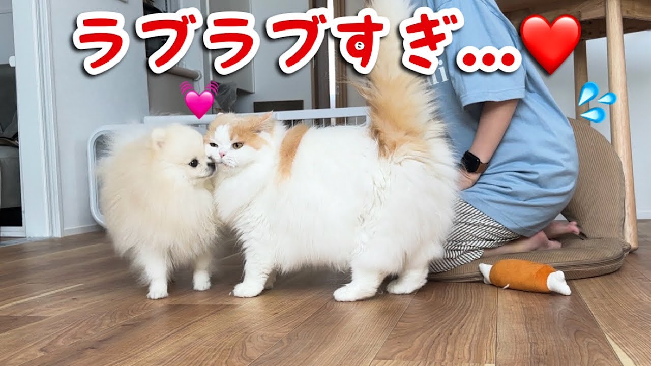 寝起きは特に甘えんぼが爆発する猫と犬が可愛すぎるので見てほしい