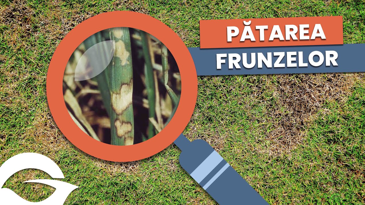 Bolile gazonului | Pătarea frunzelor