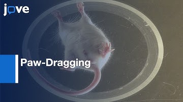 Paw-Dragging: Novel, Sensitive Analysis Of Mouse Cylinder Test l Protocol Preview