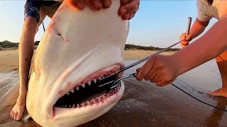 SHARK Cutting Skills &amp; 4 Dishes From SHARK Meat - BEST COMPILATION