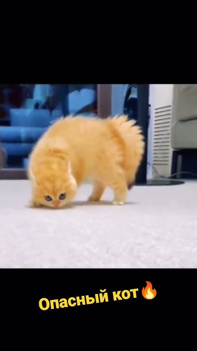 Самый страшный кот, которого я видела😱 #shorts - YouTube