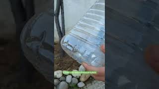 Cómo Hacer Un Autorriego Por Capilaridad Con Una Garrafa