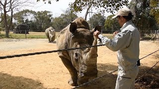 White rhinos find refuge in Aichi following rescue by park rangers