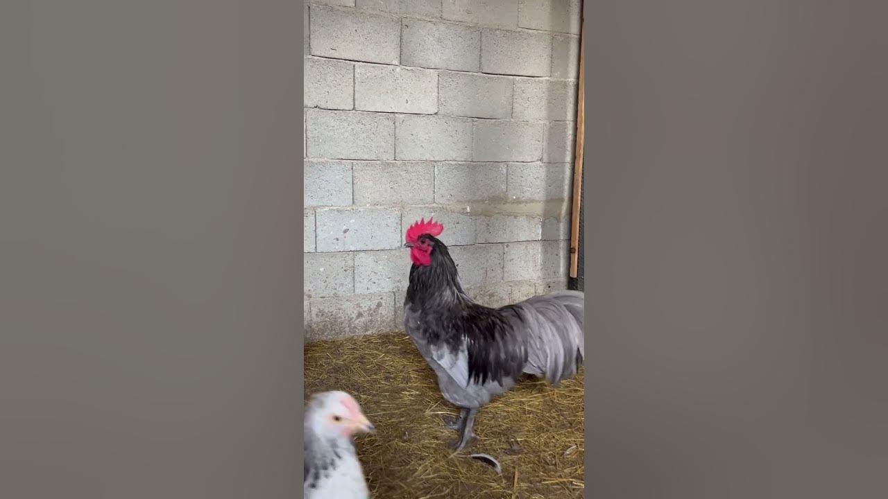 Australop blue horoz #short #shots #shortvideo #shotsvideo #tavuk #