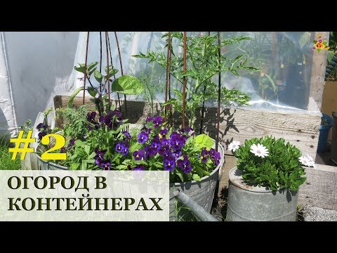 Что посадить в огород в контейнерах? / Обзор моего огорода / Огород в контейнерах #2