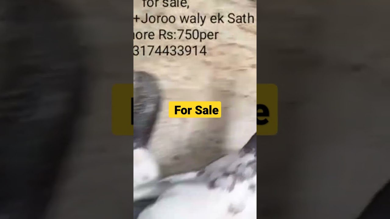 Highflyer Pigeon For Sale/High Flying Pigeon 🕊️ 