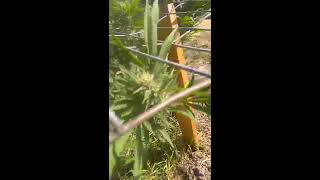 Outdoor Grow BlueDream Update "The Frost Has Started"