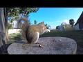 2 hours of eastern gray squirrels eating up close compilation