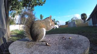 2 Hours of Eastern Gray Squirrels eating Up close compilation