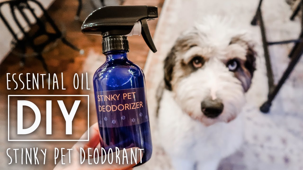 essential oil dog urine repellent