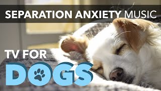 Separation Anxiety Music for Dog Relaxation || Deep Relaxation TV for Dogs with Calming Music