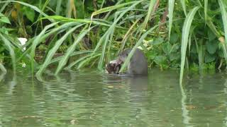 新加坡野生水獭家族 City In Nature _ The Nomadic 2A1J6pups Otter Family In Singapore _ 07 June 2024